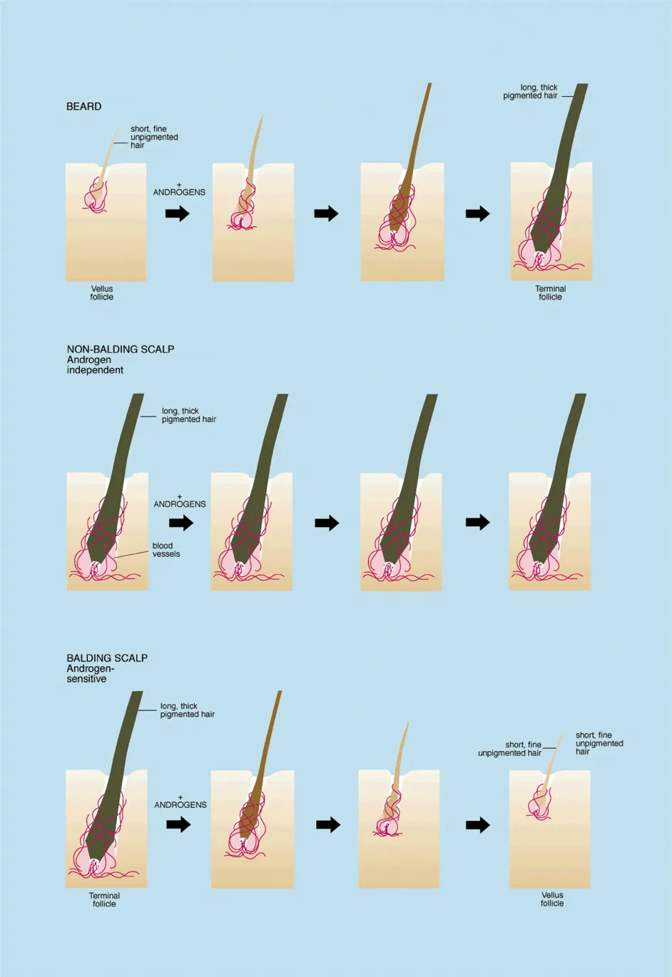 Dermatologic Therapy, Volume: 21, Issue: 5, Pages: 314-328