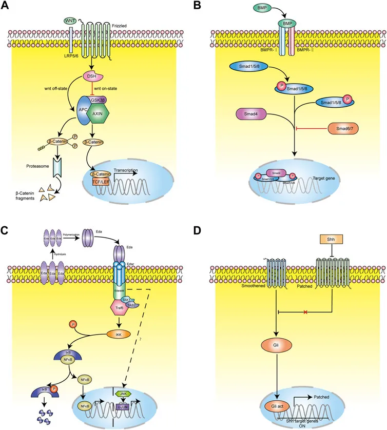 Lin, X., Zhu, L., & He, J. (2022). Morphogenesis, growth cycle and molecular regulation of hair follicles. Frontiers in Cell and Developmental Biology, 10, 899095. https://doi.org/10.3389/fcell.2022.899095