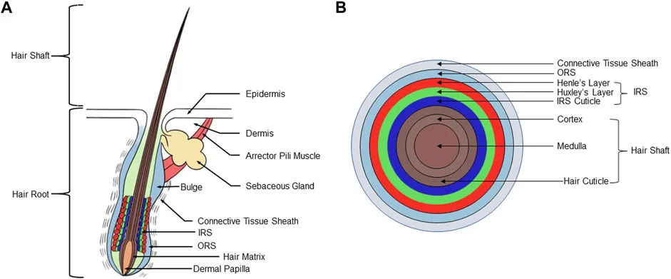 Morphogenesis, growth cycle and molecular regulation of hair follicles.